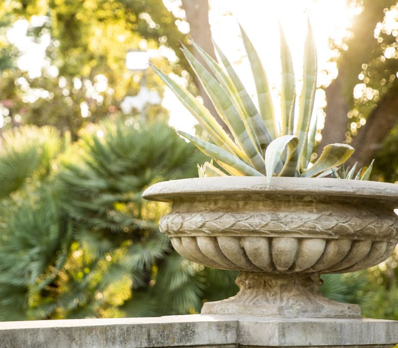 Kimberly-Crest-Gardens-Agave-Plant